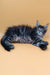 Fluffy gray tabby Maine Coon kitten lounging on its side, perfect for Bimch product