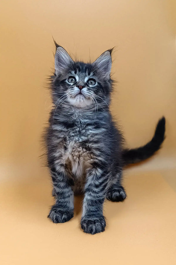 Fluffy gray tabby Maine Coon kitten with blue eyes and pointed ears