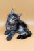 Fluffy grey and black striped Maine Coon kitten with bright blue eyes from Bimch