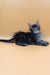 Gray and black Maine Coon kitten with fluffy coat, alert and adorable for Bimch