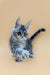 Adorable Gray and White Maine Coon Kitten with Big Ears and Fluffy Tail