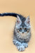 Fluffy gray Maine Coon kitten with bright blue eyes and a long tail