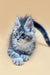 Fluffy gray Maine Coon kitten with blue eyes and a long tail, perfect companion