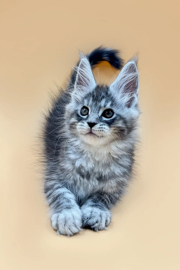 Gray and white Maine Coon kitten with blue eyes and fluffy fur, super cute!