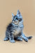 Fluffy gray and white Maine Coon kitten sitting upright for Bitcoin product