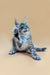 Playful gray tabby Maine Coon kitten with one paw raised, adorable and curious