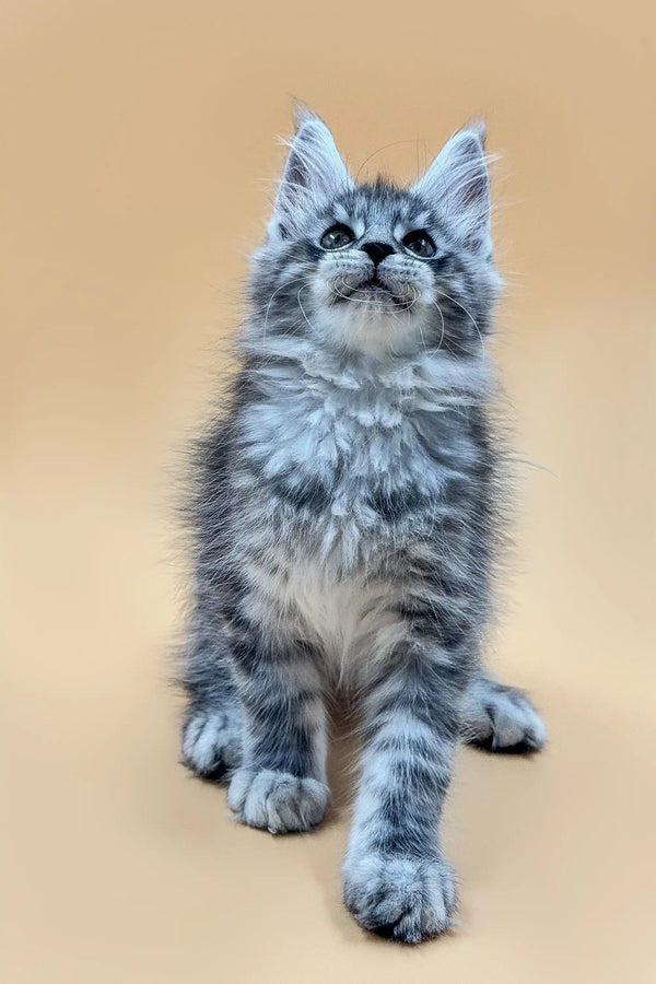 Gray and white fluffy Maine Coon kitten sitting upright with an alert expression