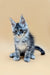 Gray and white tabby Maine Coon kitten sitting upright with an alert expression