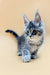 Fluffy gray and white Maine Coon kitten with big ears and alert expression