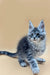 Gray and white Maine Coon kitten with fluffy fur and alert blue eyes