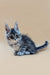 Fluffy gray and white Maine Coon kitten with large ears on a plain surface