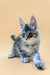 Adorable Gray and White Fluffy Maine Coon Kitten Sitting with Paws Outstretched