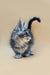 Fluffy gray Maine Coon kitten with pointed ears and a curled tail, super cute!