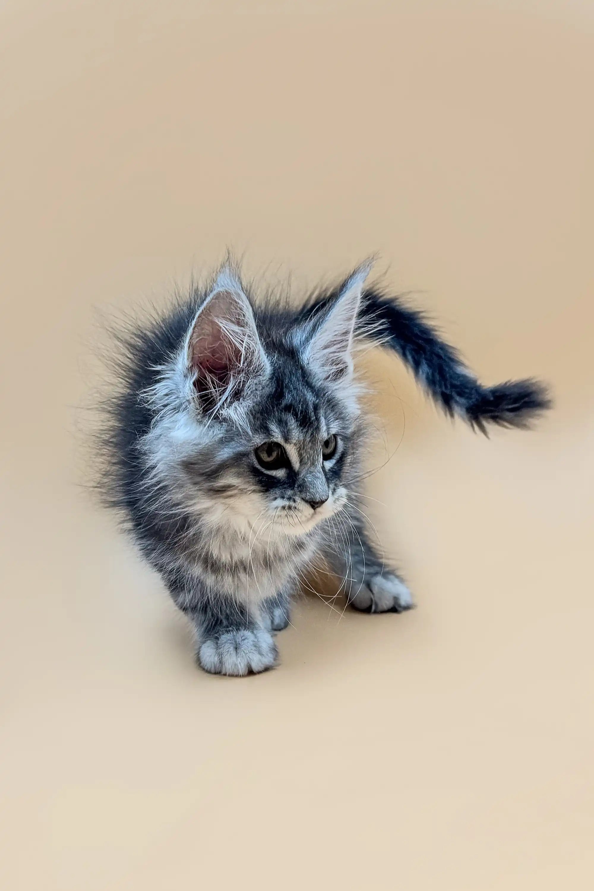 Maine Coon Kittens for Sale Bitcoin | Kitten