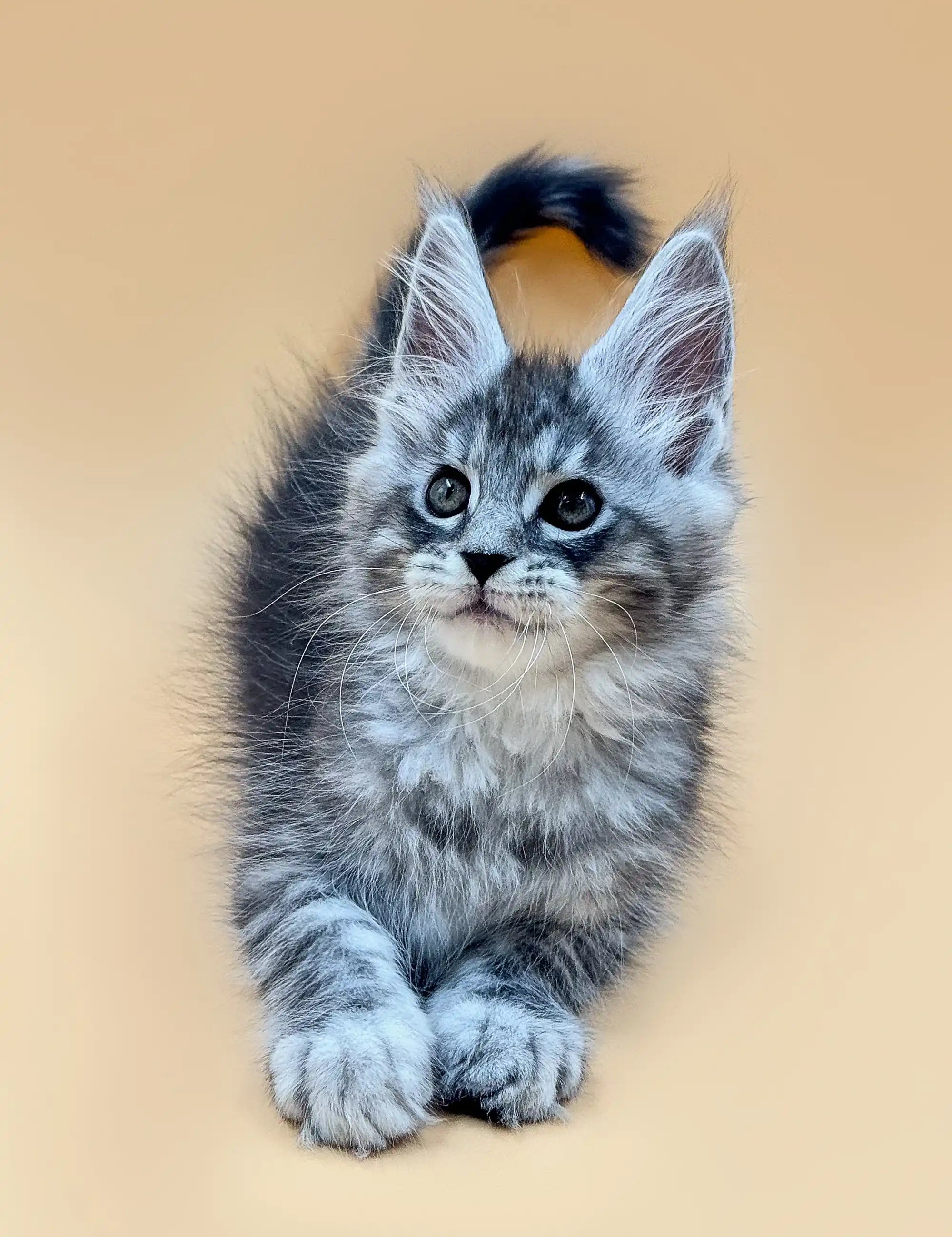 Maine Coon Kittens for Sale Bitcoin | Kitten