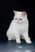 Cute White Exotic Shorthair Kitten featured in Biton | Exotic Shorthair Kitten product