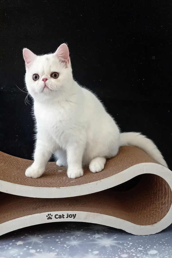 White Exotic Shorthair Cat featured in Biton Exotic Shorthair Kitten product