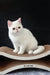 White Exotic Shorthair cat from Biton Exotic Shorthair Kitten collection