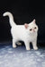 White Exotic Shorthair cat from Biton, perfect for cat lovers and pet enthusiasts