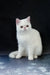 Adorable white short-haired cat from Biton Exotic Shorthair Kitten collection