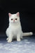 Cute white short-haired cat from the Biton Exotic Shorthair Kitten collection