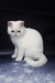 Cute white short-haired cat in the Biton Exotic Shorthair Kitten product