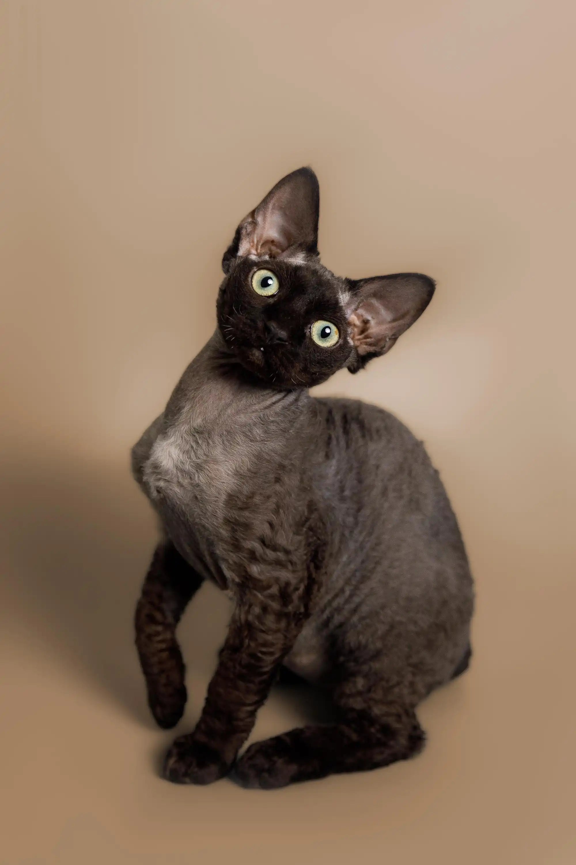 Devon Rex Kittens & Cats For Sale Black | Kitten