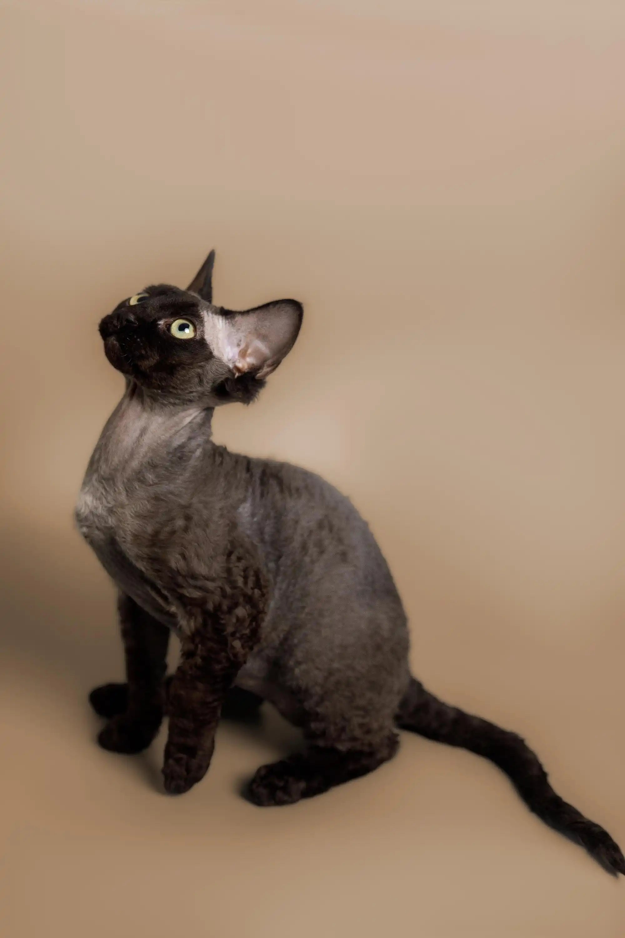 Devon Rex Kittens & Cats For Sale Black | Kitten