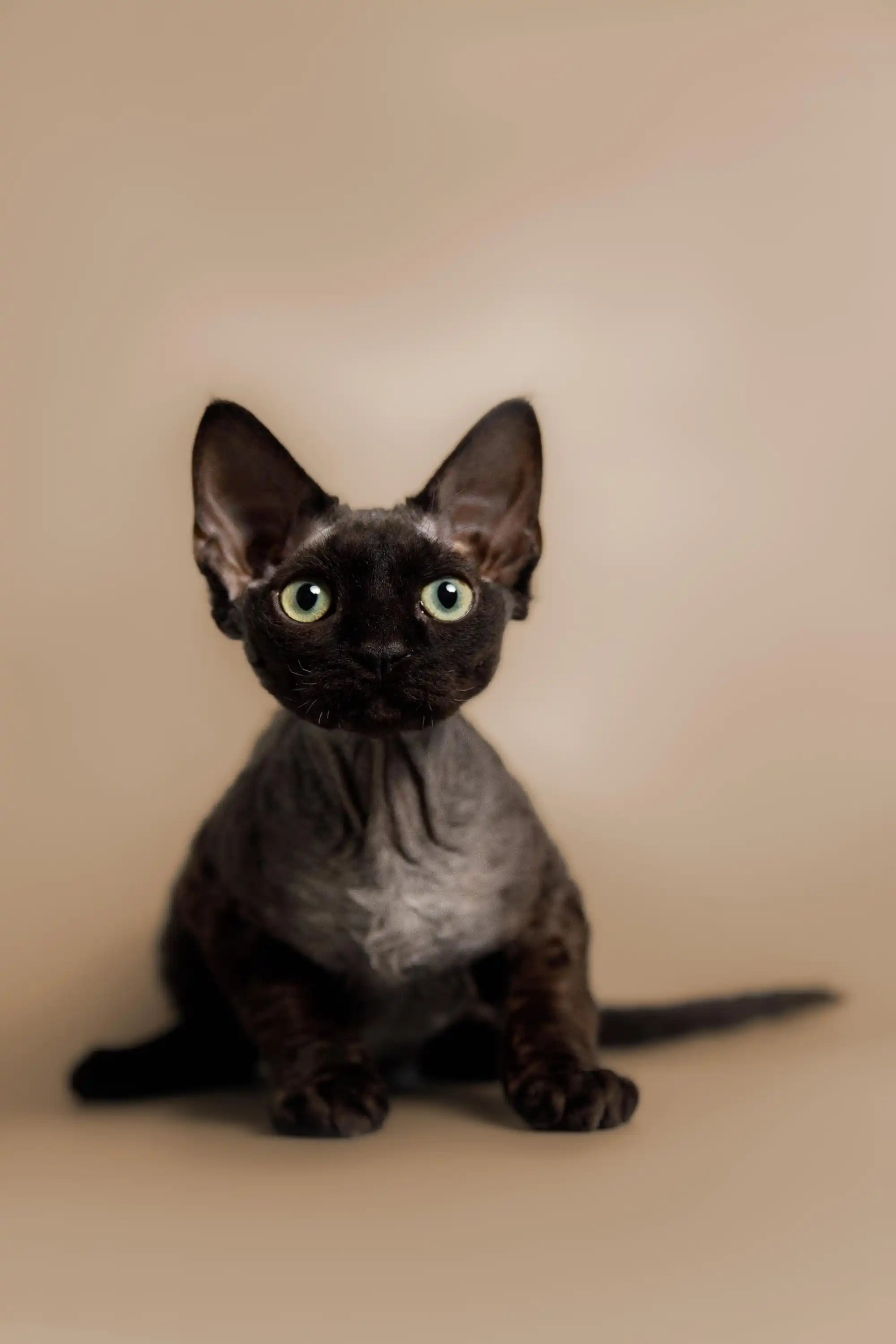 Devon Rex Kittens For Sale | Cat Black | Kitten