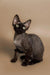 Devon Rex Kittens For Sale | Cat Black | Kitten