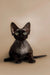 Cute Black Devon Rex kitten with big ears and bright eyes for sale