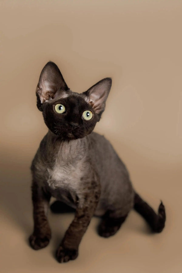 Adorable Black Devon Rex kitten with large ears and bright eyes for sale