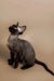 Hairless Devon Rex kitten with big ears and bright eyes sitting upright