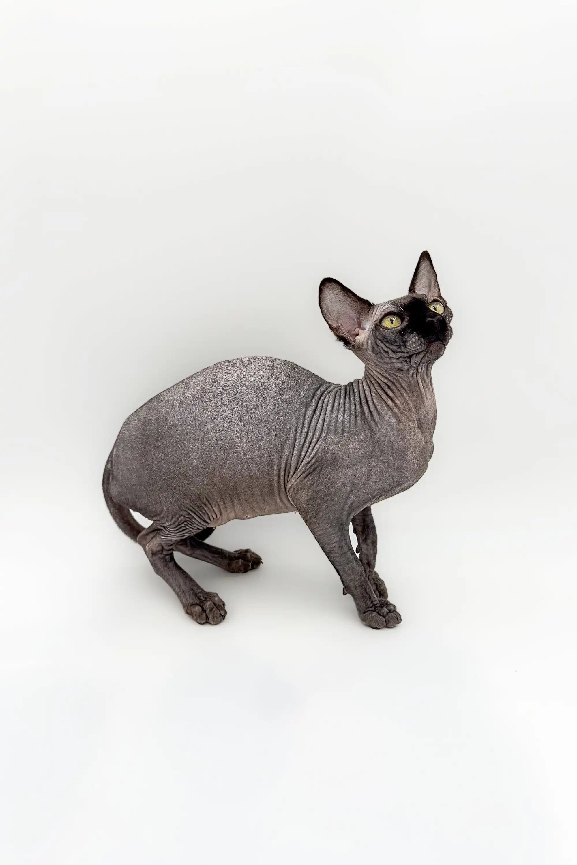 Hairless Sphynx Cats & Kittens for Sale Black | Kitten