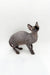 Stunning male Canadian Sphynx kitten with wrinkled gray skin and large ears