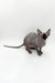 Stunning male Canadian Sphynx kitten with large ears and a long tail