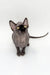 Cute Hairless Sphynx Kitten with big ears and bright eyes, a stunning male Canadian