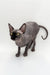 Hairless Sphynx kitten with wrinkled gray skin and big ears, stunning male Canadian