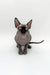Stunning male Canadian Sphynx kitten with oversized ears and bright eyes sitting proudly