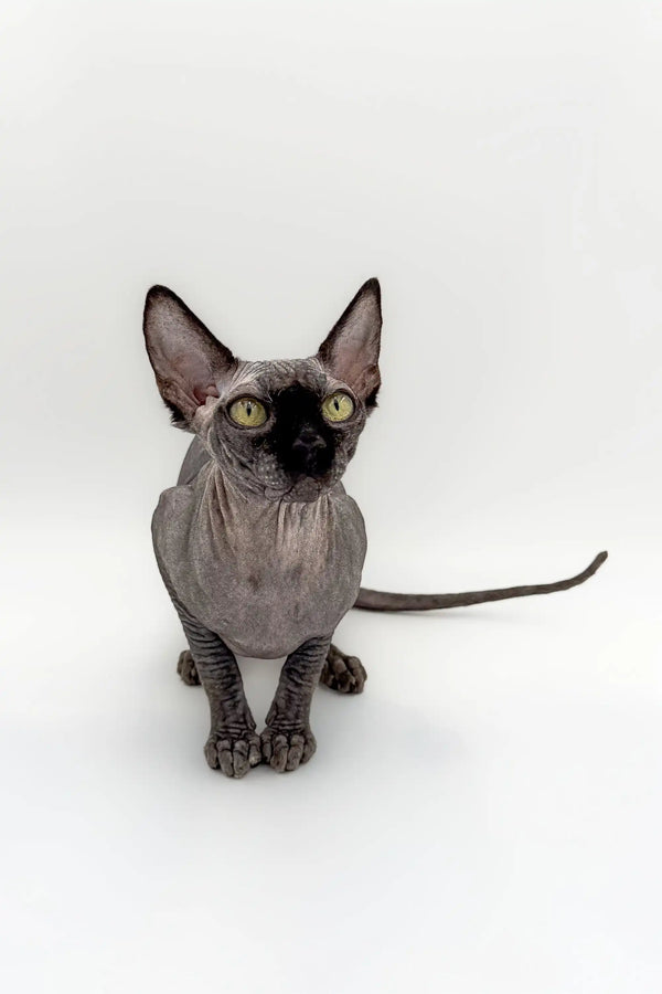 Hairless Sphynx kitten with large ears and wrinkled skin, stunning male Canadian