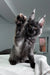 Black Maine Coon kitten named Black Star playfully raising its paw