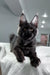 Black Maine Coon cat showcasing the adorable Black Star Maine Coon Kitten product