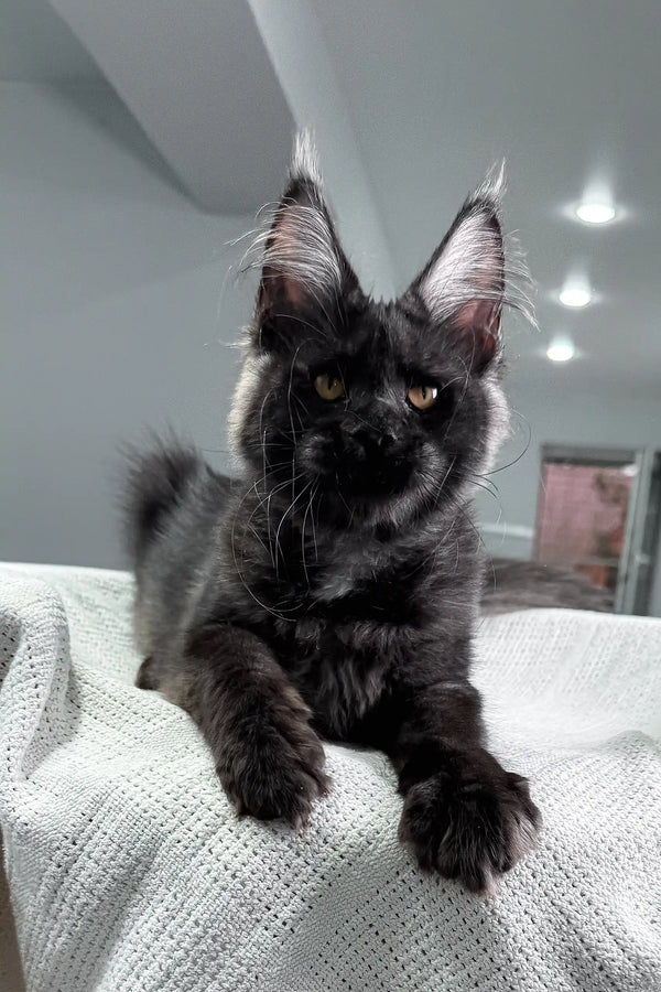 Black Maine Coon cat showcasing the adorable Black Star Maine Coon Kitten product