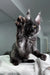 Black Maine Coon kitten with raised paw, perfect for Black Star product promotion