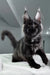 Black Maine Coon kitten in the Black Star product, sleek and adorable