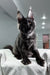 Black Maine Coon cat featured in the Black Star Maine Coon Kitten product