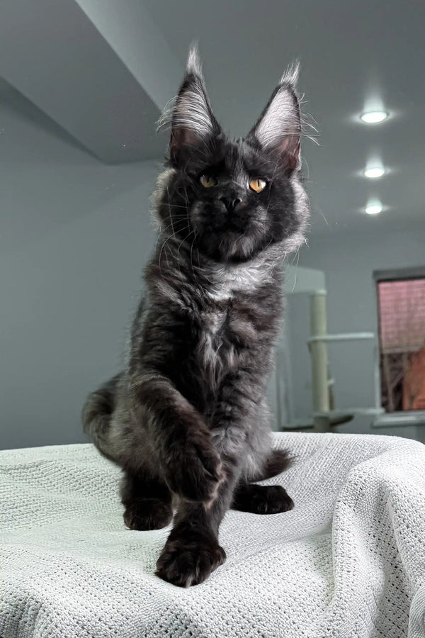 Majestic black Maine Coon cat from the Black Star Maine Coon Kitten collection