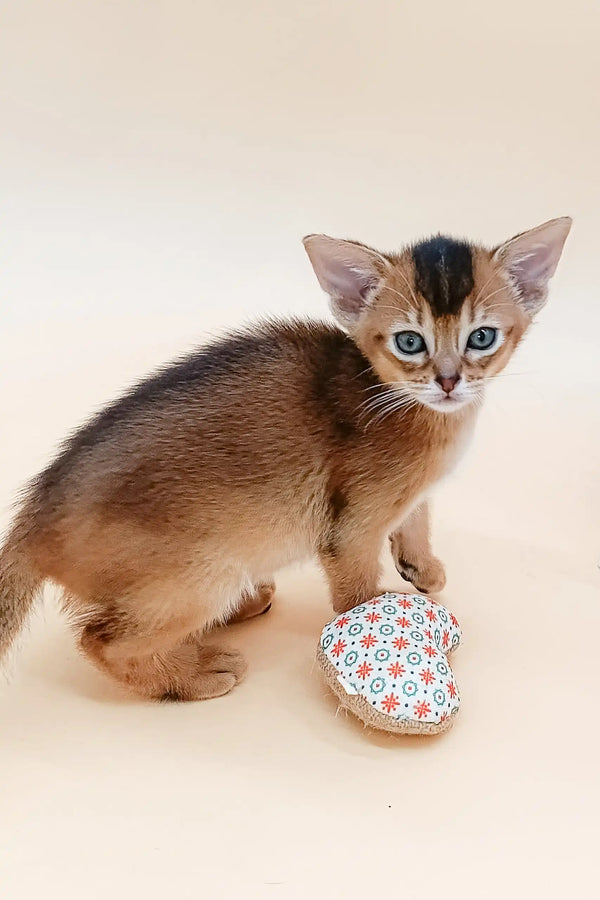 Abyssinian kitten with striking blue eyes in Blackberry product showcase