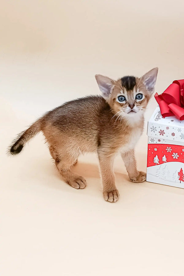 Adorable Abyssinian kitten with blue eyes in the Blackberry product line