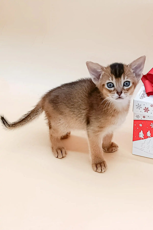 Abyssinian kitten with bright blue eyes in the Blackberry product lineup